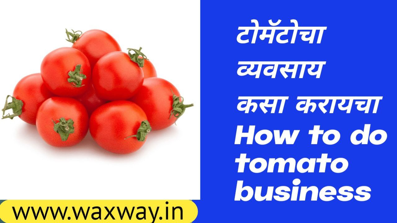 How to do tomato business