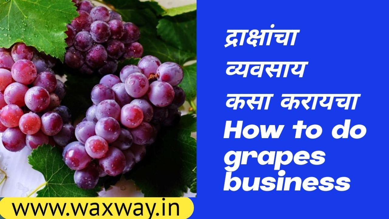How to do grapes business
